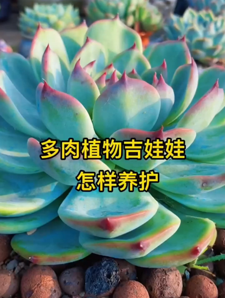 多肉植物吉娃娃喜欢吗?给大家科普一下它的养护方法和适合的土质