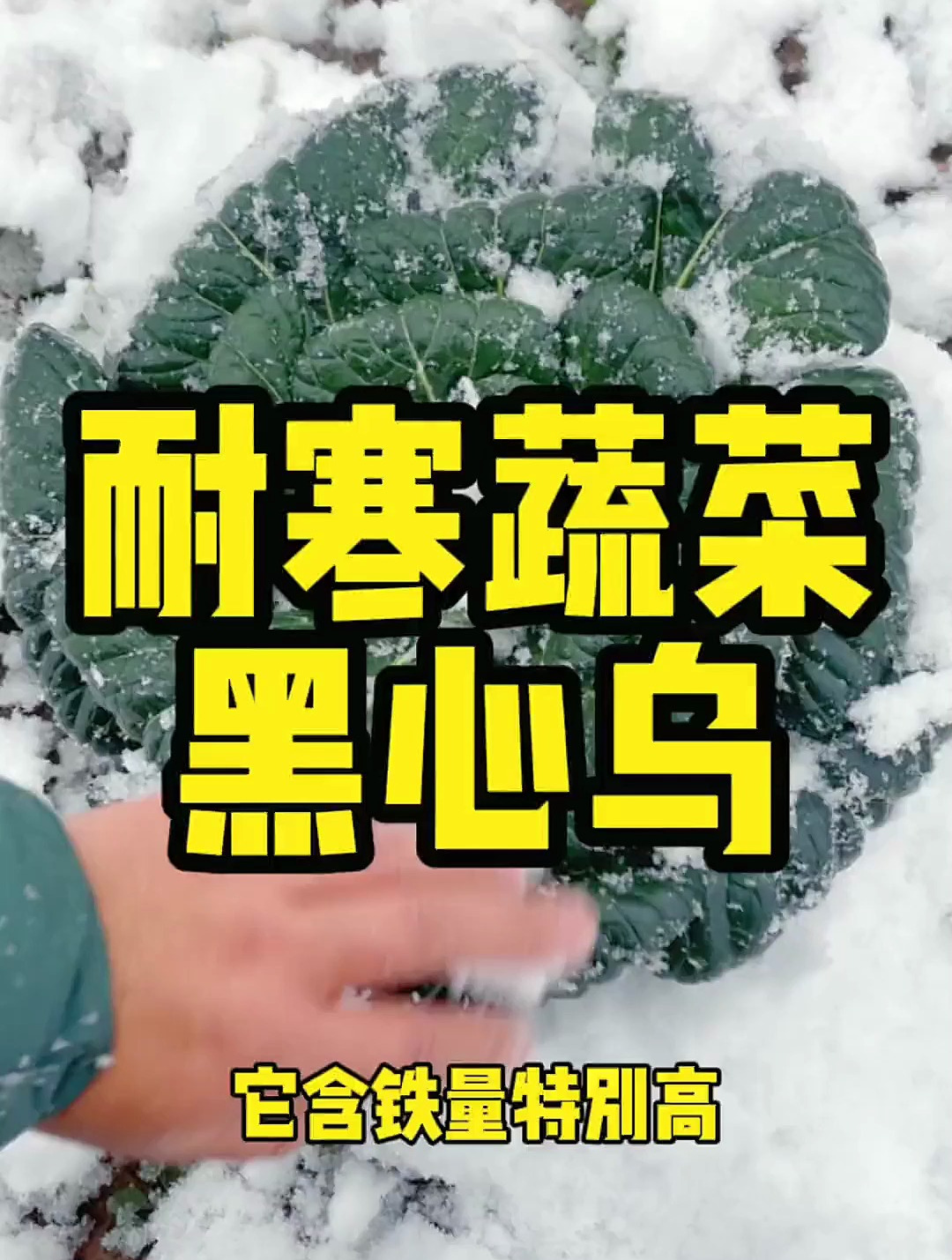 冬季种菜不要拉下它耐寒黑心乌塔菜
