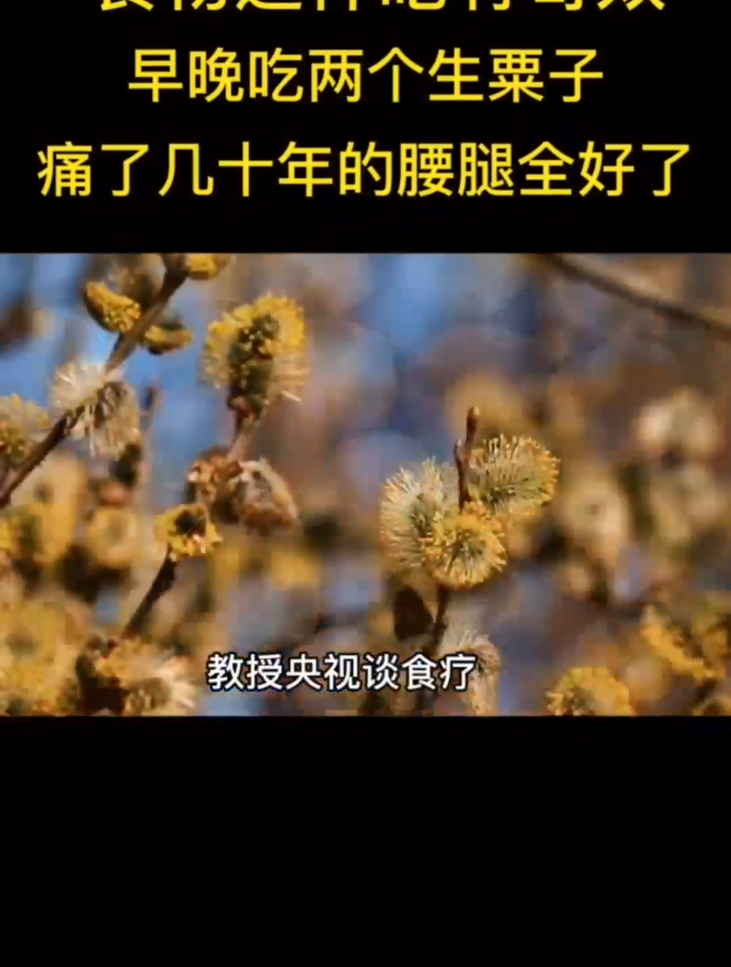 早晚吃两个生粟子,痛了几十年的腰腿全好了