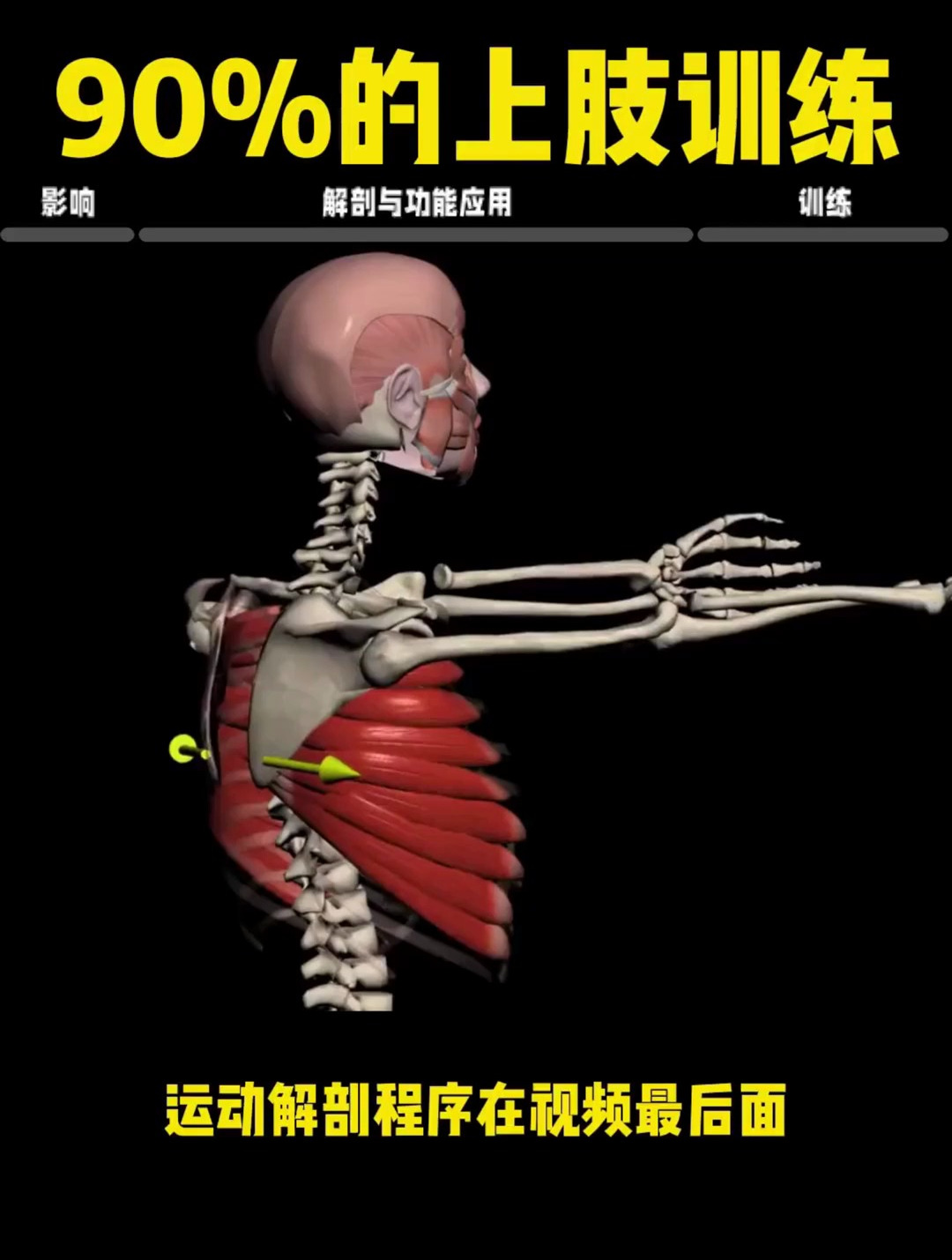 90%的上肢训练都受这块肌肉影响