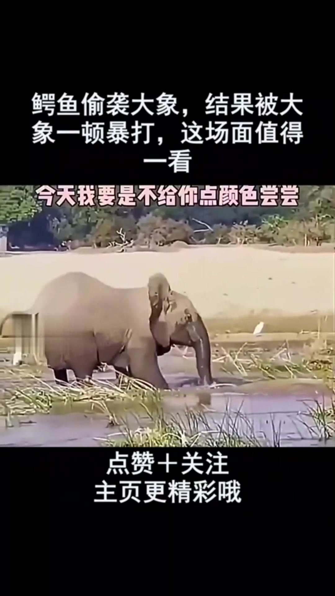 鳄鱼偷袭大象,结果被大象一顿暴打,这场面值得一看