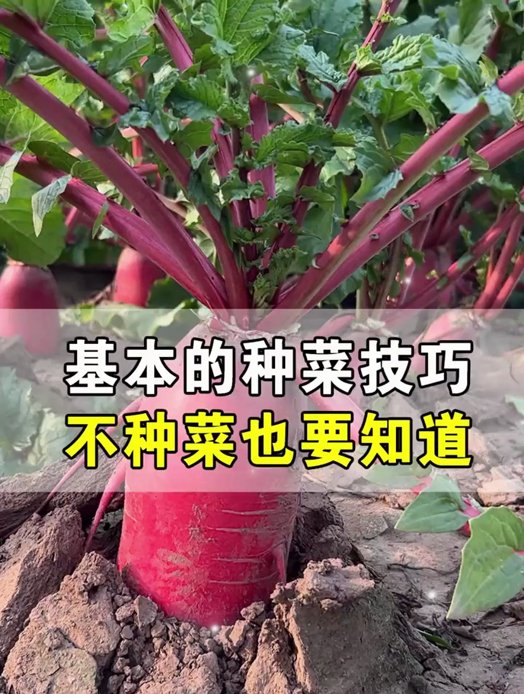 爷爷种菜50多年,总结出来的蔬菜种植技巧,网友:一看就是老菜农