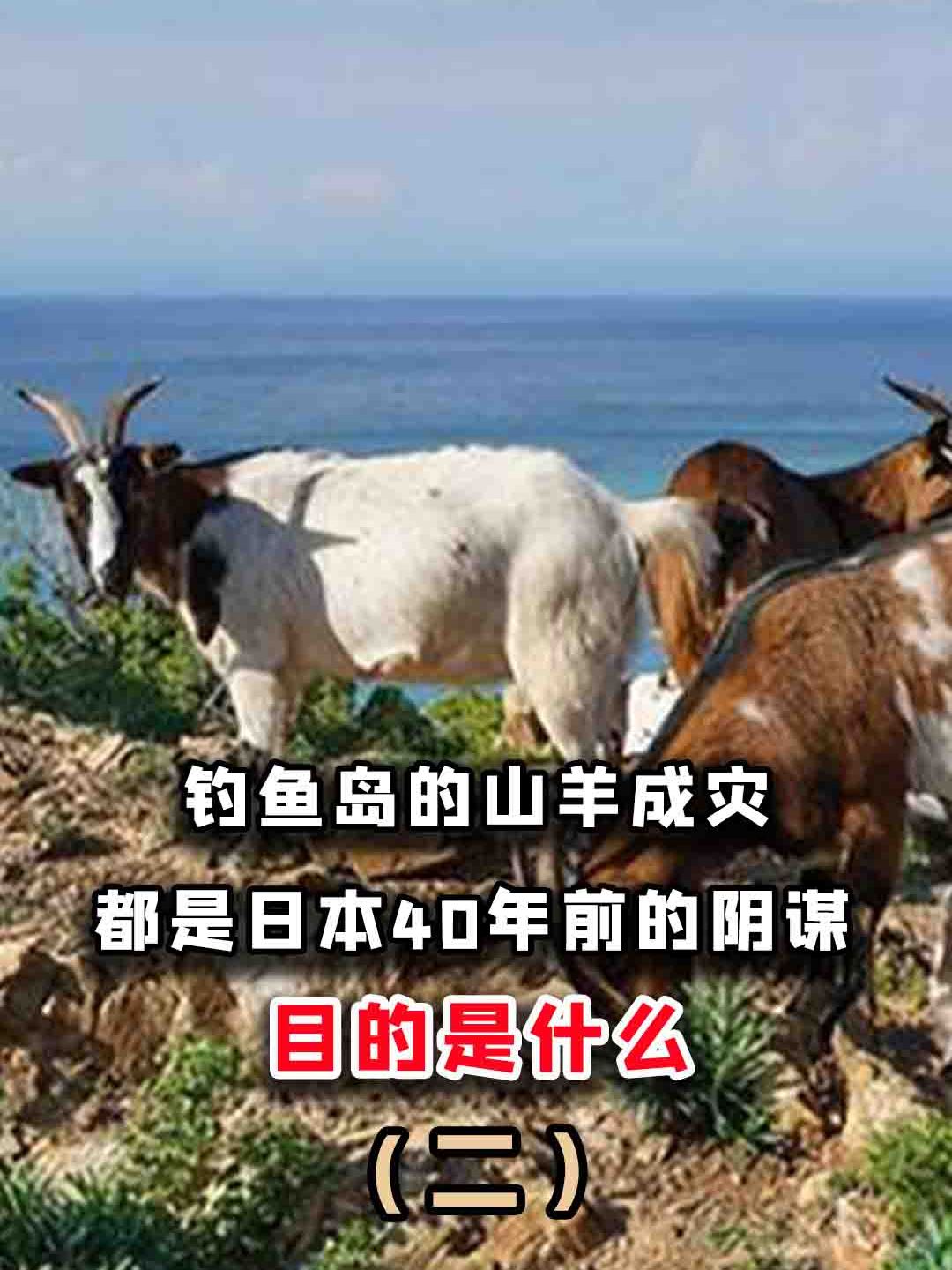 钓鱼岛的山羊成灾,都是日本40年前的阴谋?目的是什么?