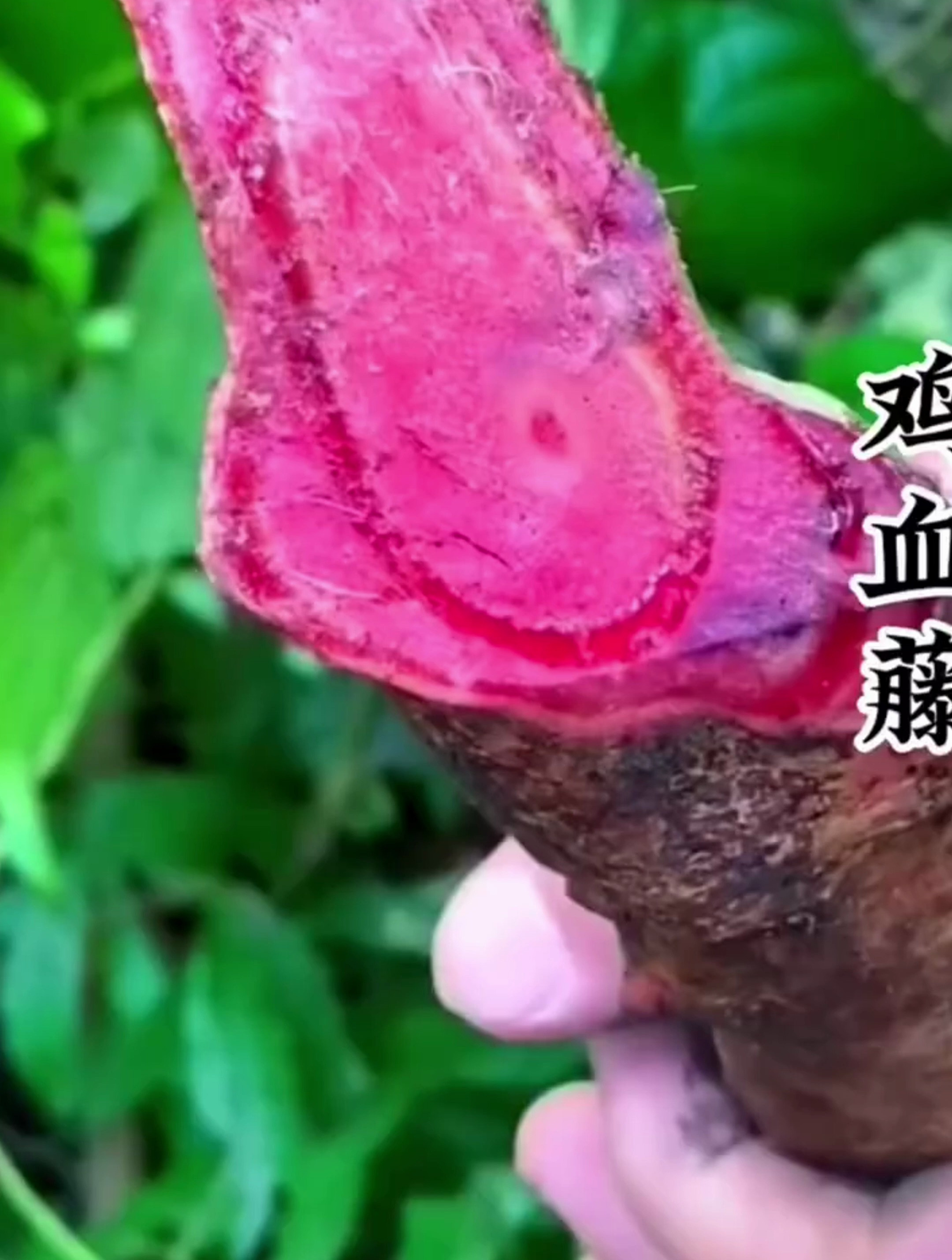 广西野生鸡血藤你见过吗