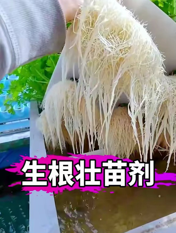 蔬菜想要长得好,生根壮苗很重要,这款生根剂,蔬菜绿植都能用