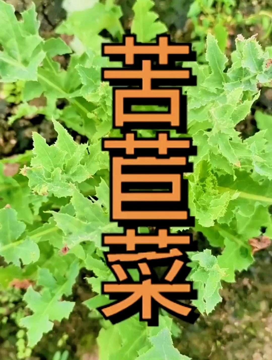 植物科普:苦苣菜,具有清热解毒,凉血止血的功效