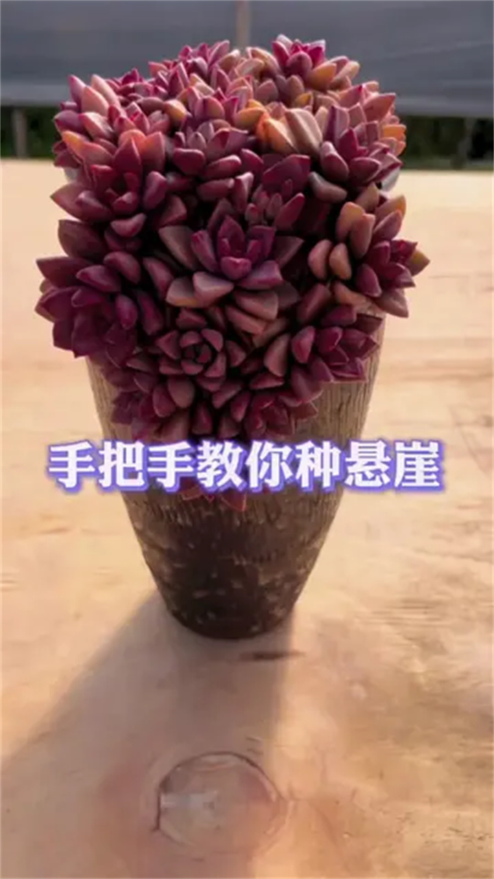 多肉植物拼盘之悬崖桩造型