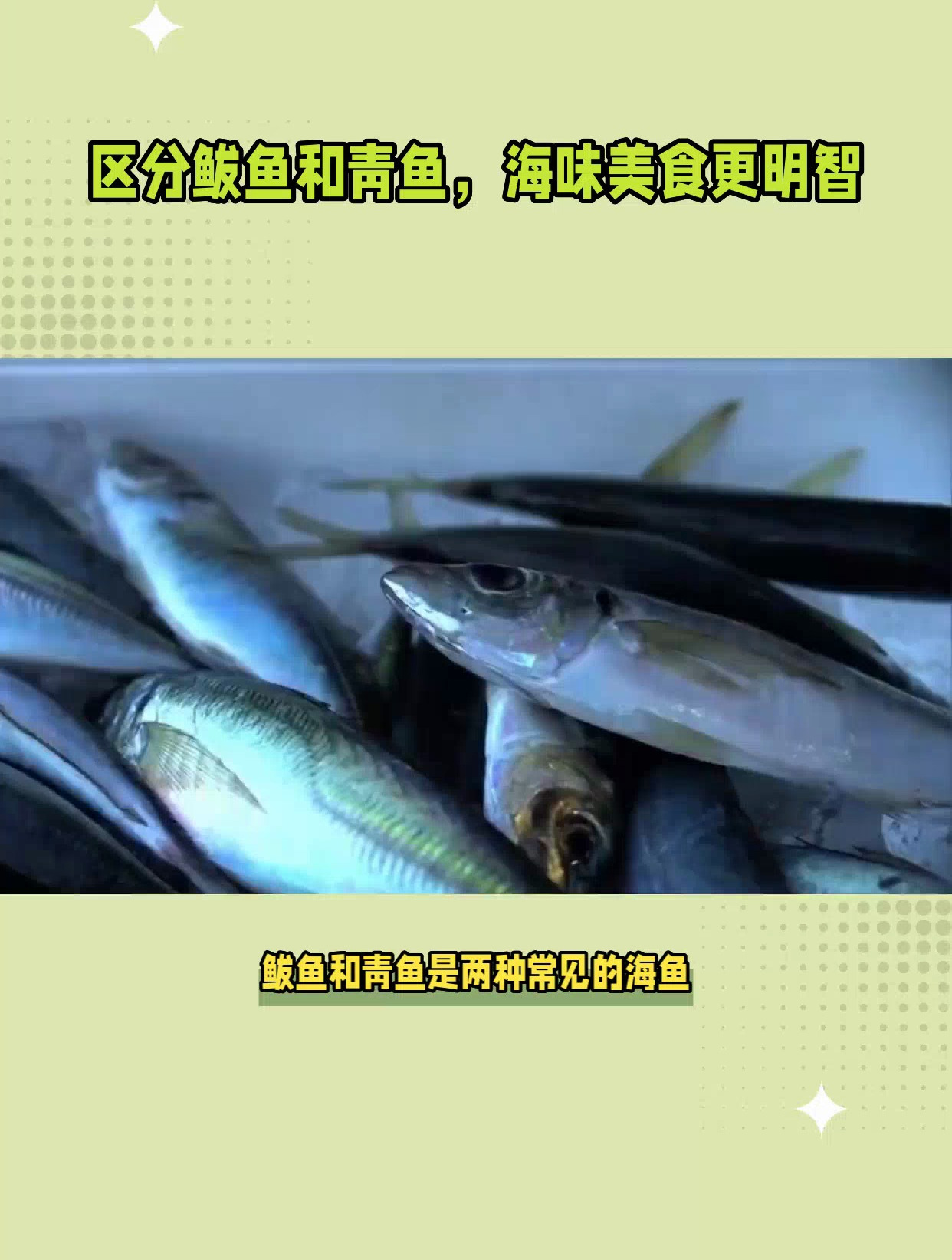 鲅鱼和青鱼的区别?