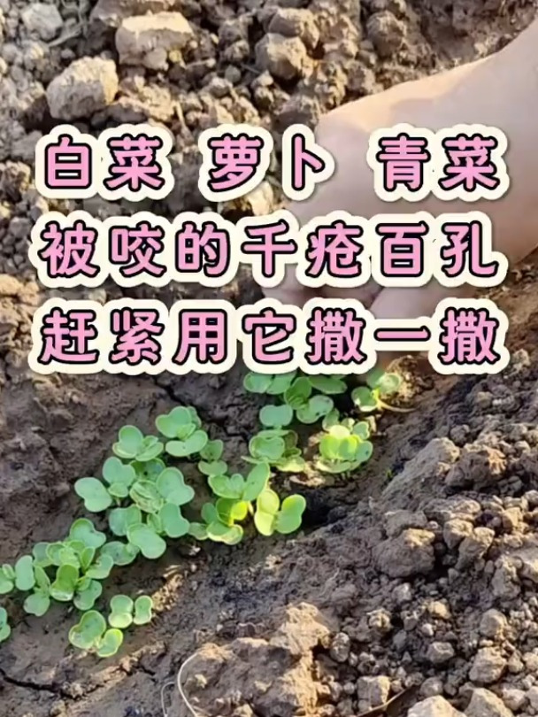 白菜萝卜苗子被跳甲虫祸害,赶紧用它撒一撒,后期看不见这些害