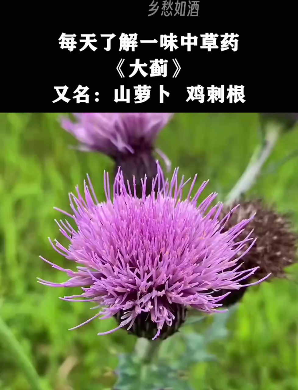 秋天到了,用大蓟根炖汤,你尝过这滋味吗?