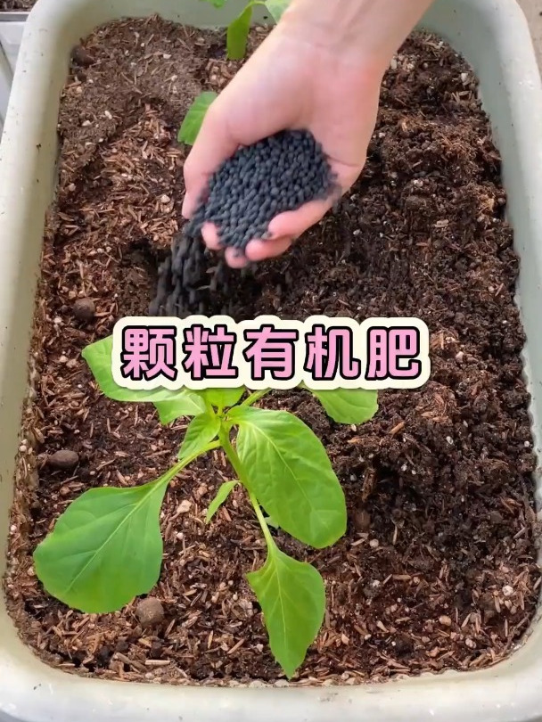 家庭种植,用生物有机肥种出健康绿色的蔬菜,对土壤也有好处