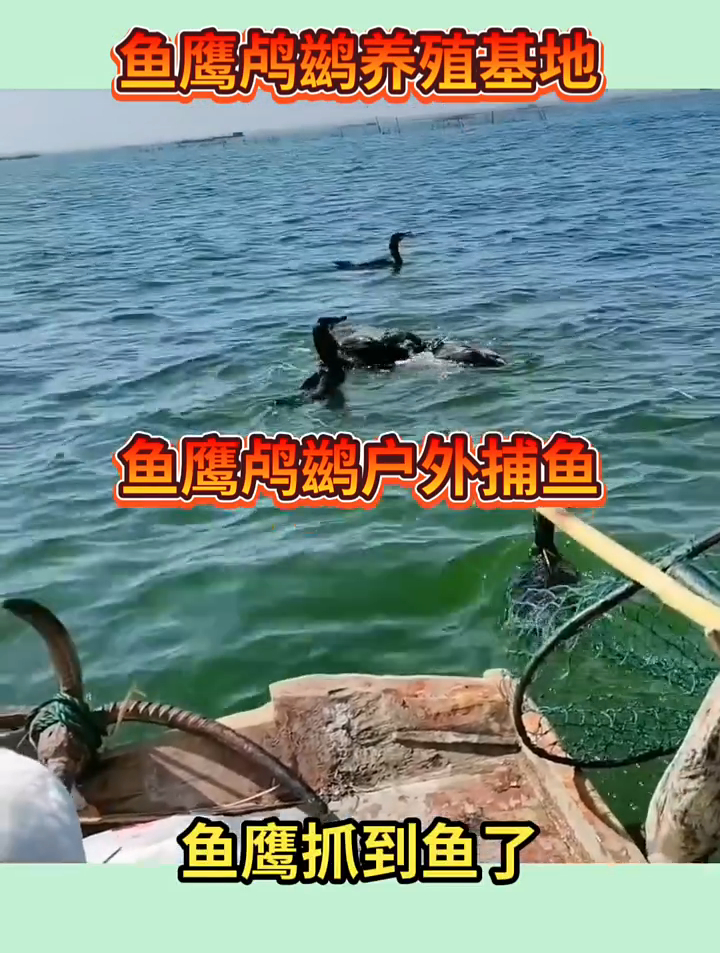 大美微山湖鱼鹰抓鱼,抓到一条七八斤的鱼,这是什么鱼