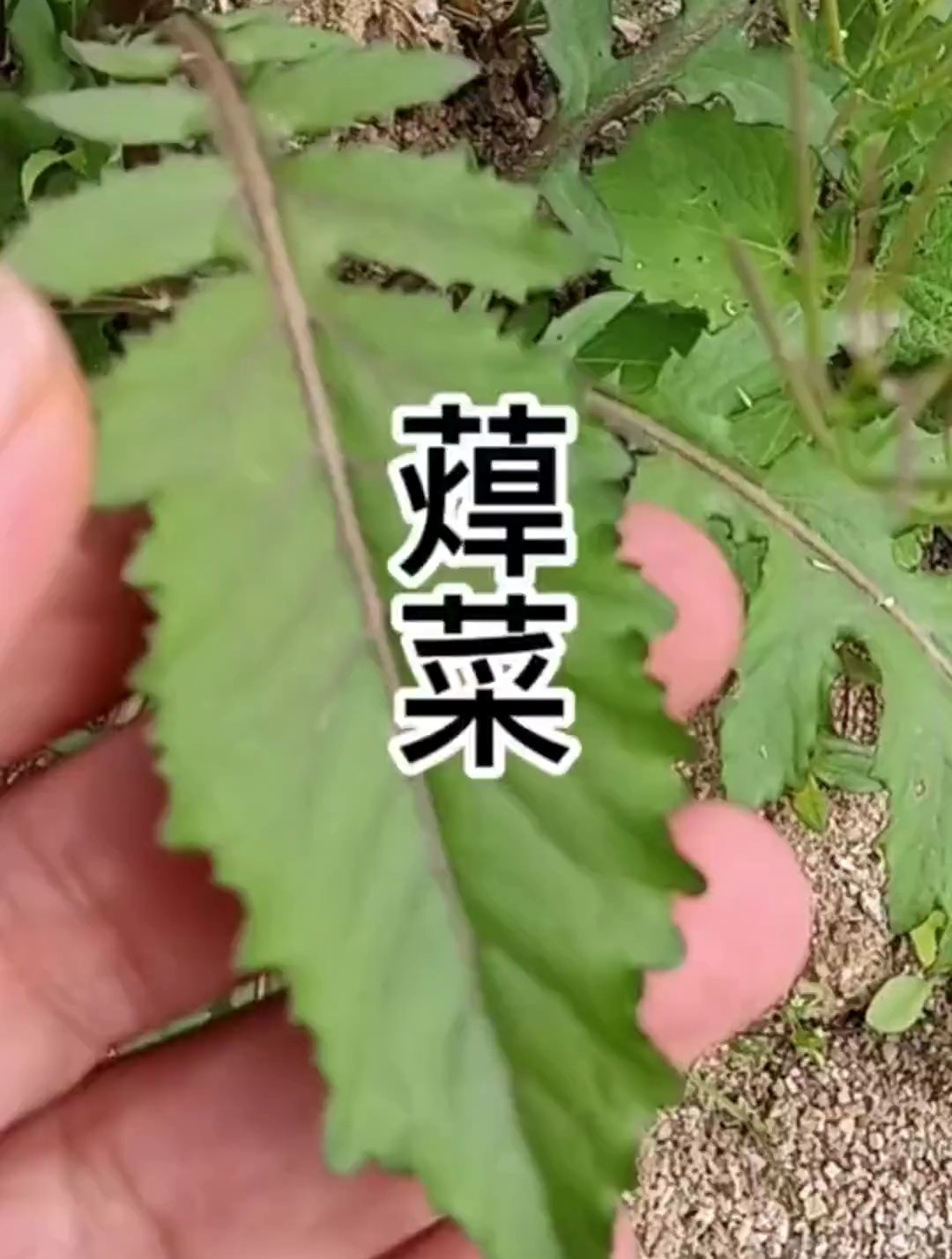 蔊菜你吃过哪一种?