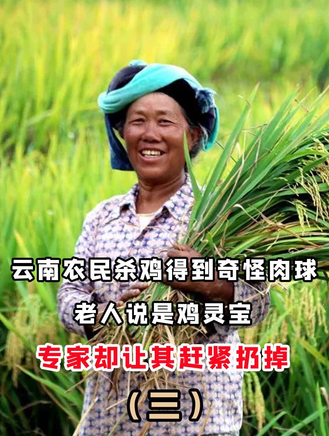 云南农民杀鸡得到奇怪肉球,老人说是鸡灵宝,专家却让其赶紧扔掉