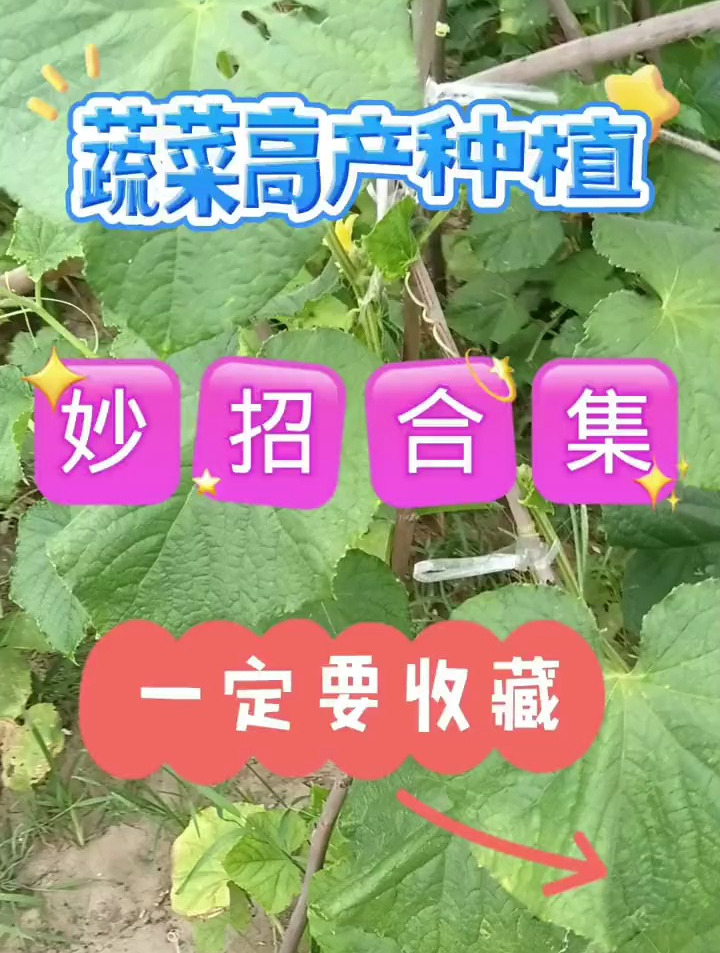 蔬菜病害防治妙招集合,不用打药,种出纯绿色有机菜!