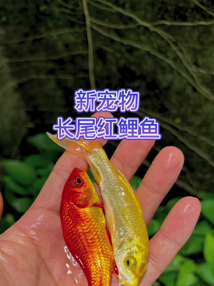 我的新宠物长尾红鲤鱼