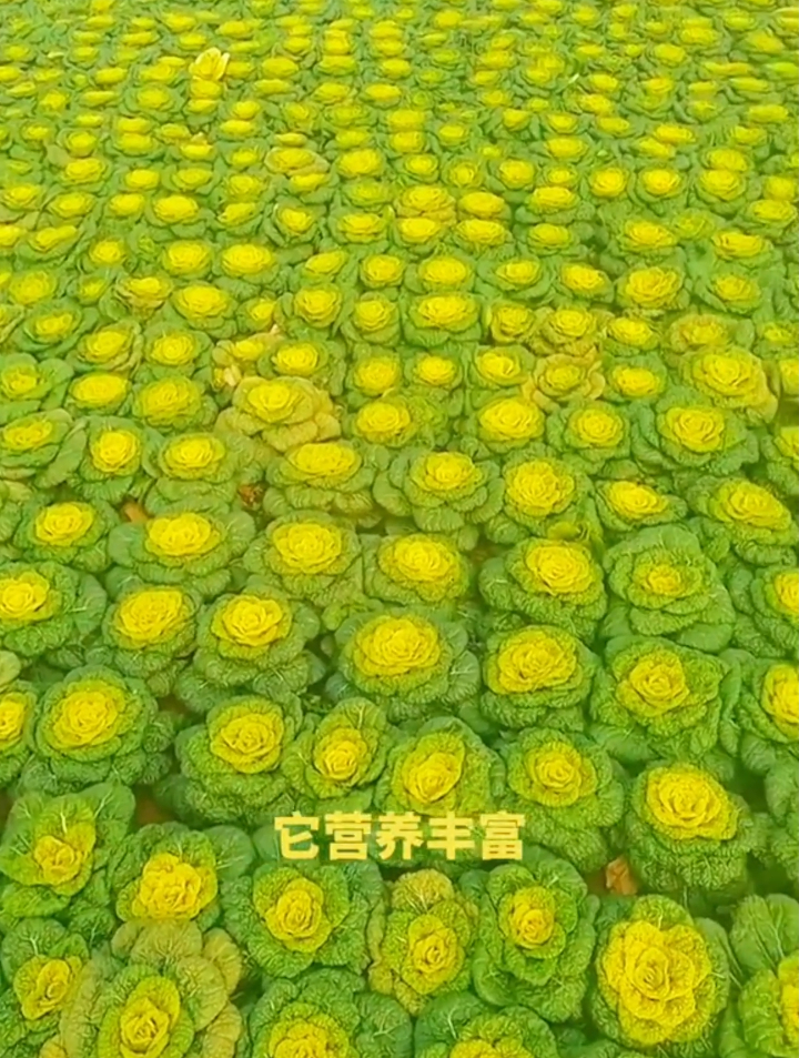 备受湖北人青睐的“乌塔菜”营养丰富掌握4个小技巧稳产增收100%