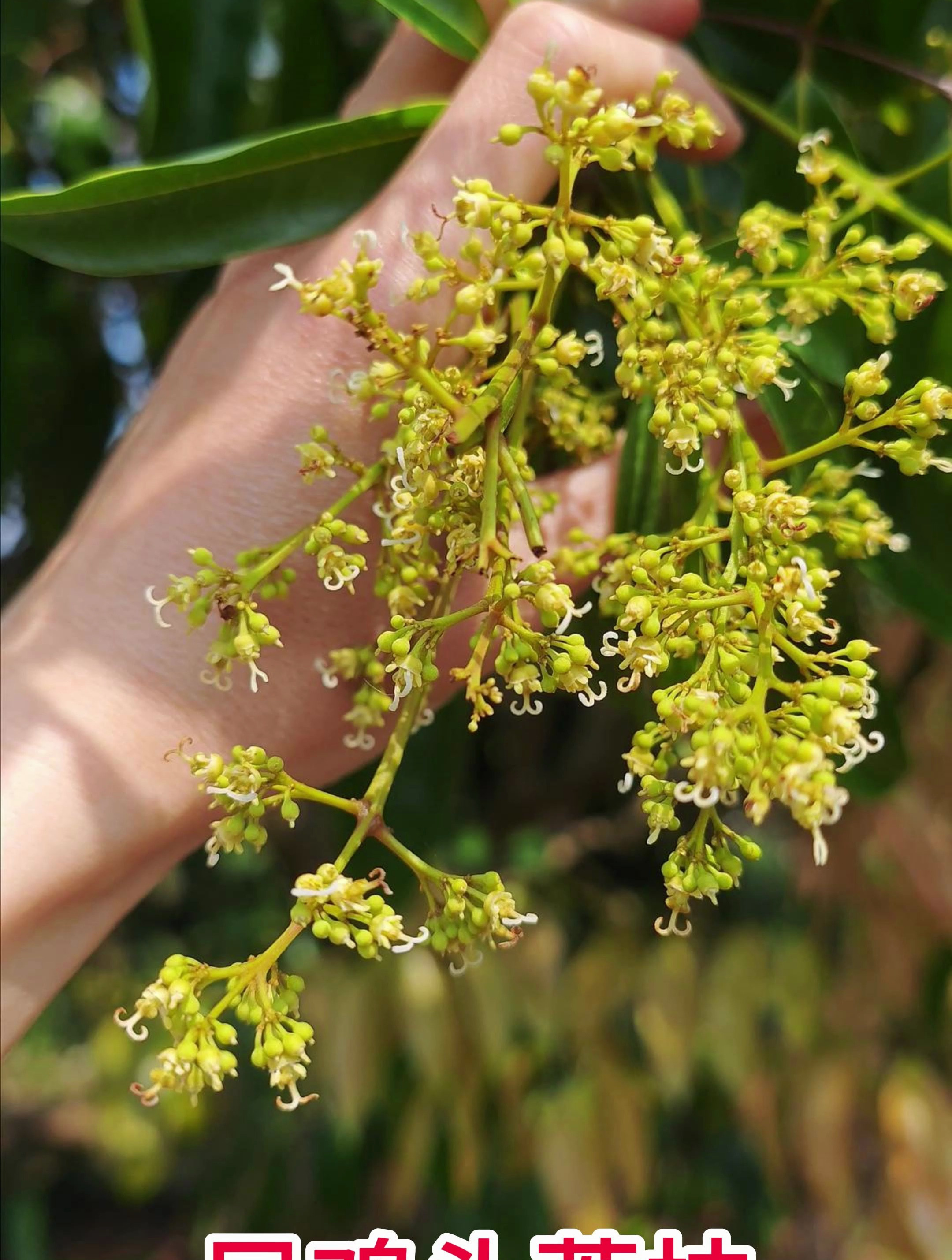 荔枝凤鸡头花芽分化5成左右,嫁接成活率也高,长势不错