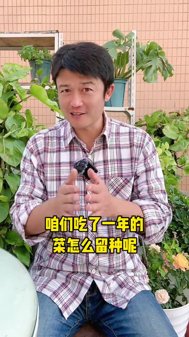 吃了很久的木耳菜都结出白色的球形果子,这说明马上可以留种子了