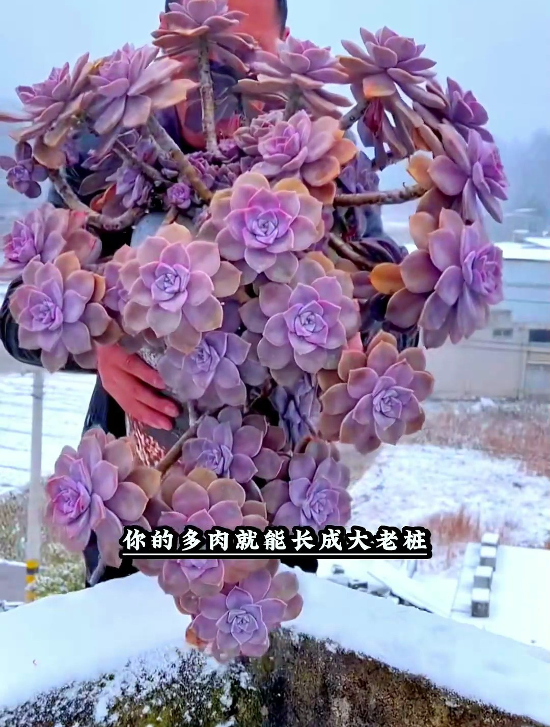 多肉怎么养老桩?看这个视频就能学会,让你把多肉植物养得更好