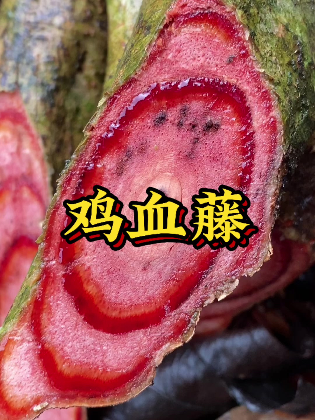 大山里面采挖的鸡血藤,看看你喜欢吗?