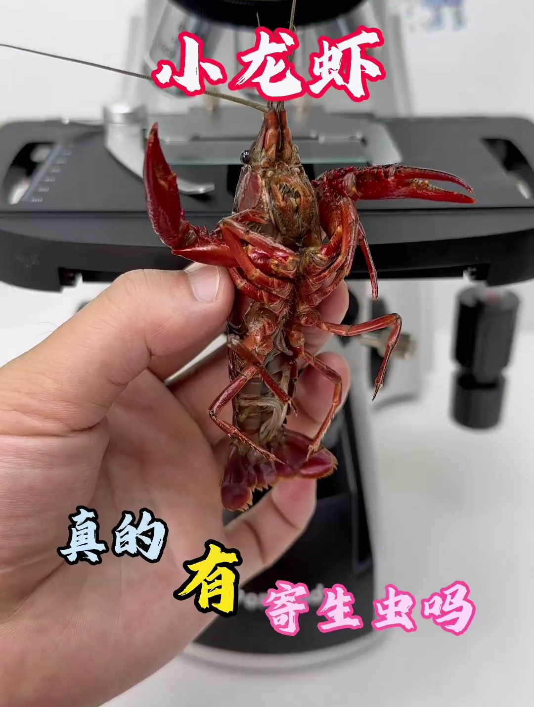 虾脑真的有营养吗?