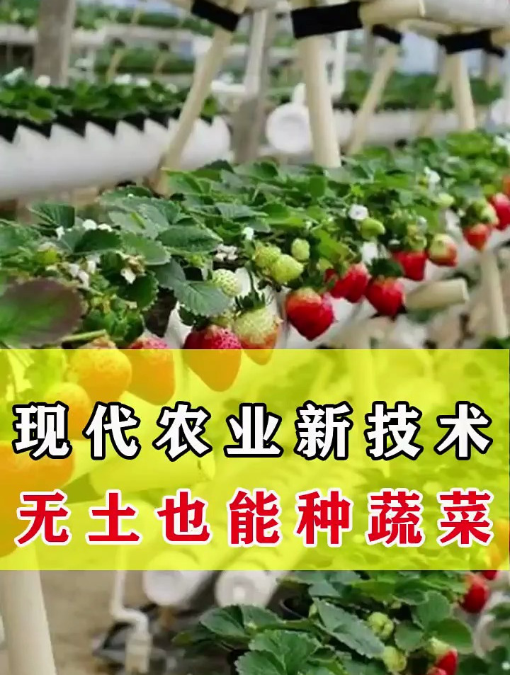 实在想不到,墙上也能种菜!如此新型种植你见过么?