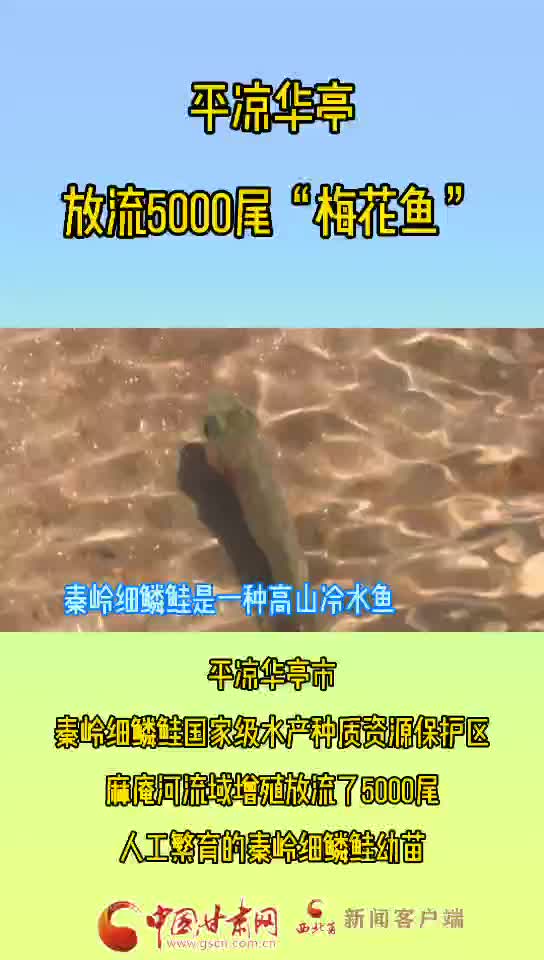 平凉华亭市在麻庵河流域放流5000尾“梅花鱼” 生态环境 动物保护