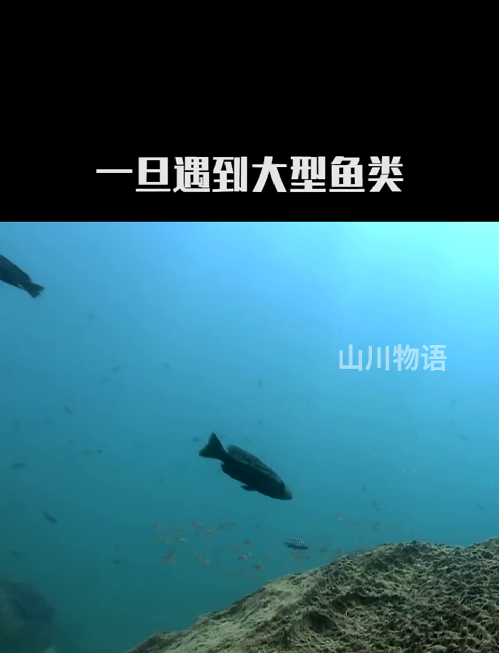 慈鲷鱼的强悍育儿技巧