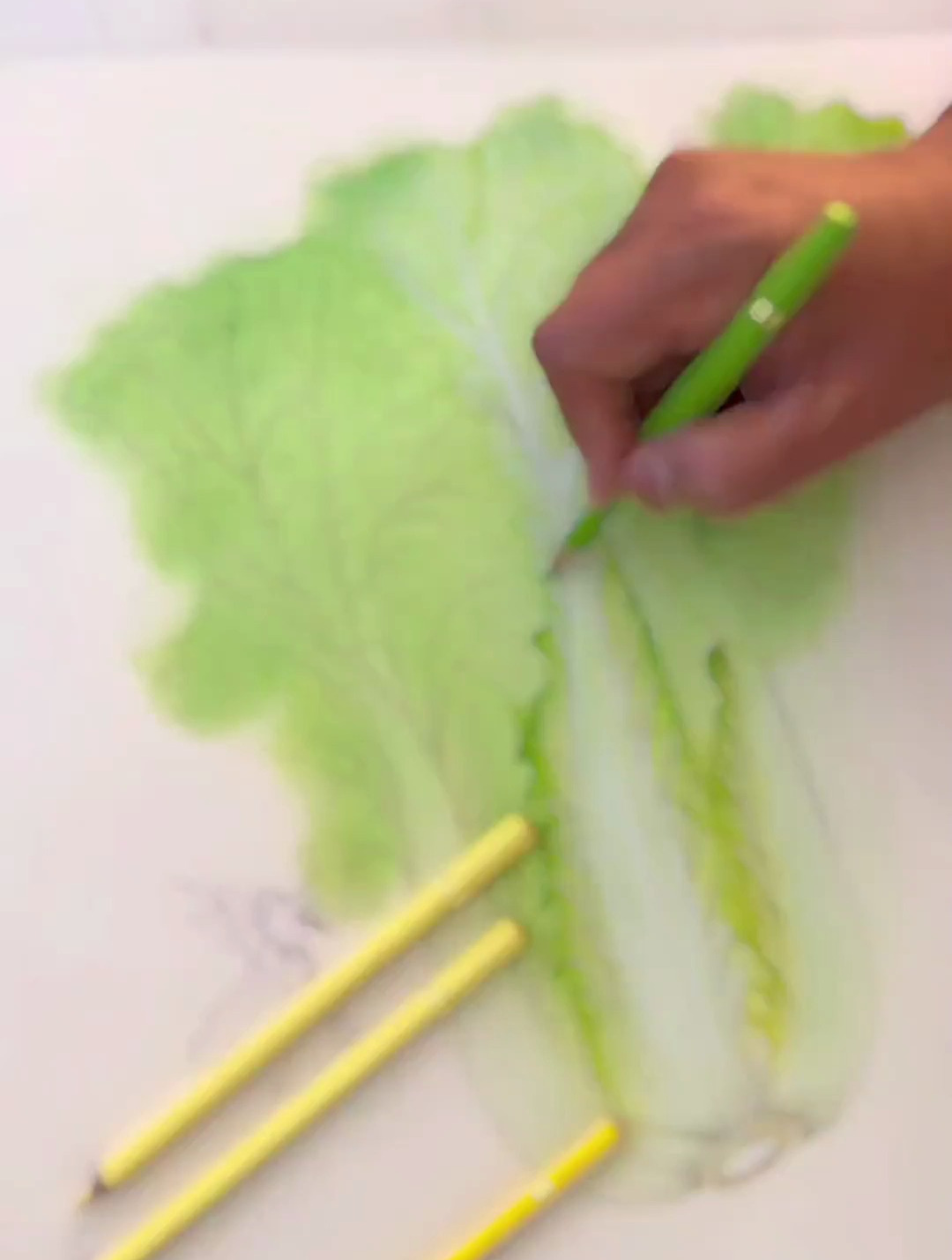 彩铅手绘 新鲜的大白菜