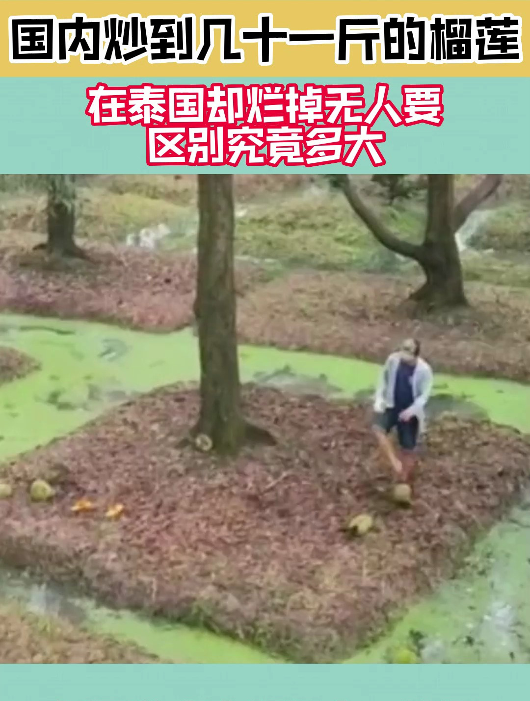 国内炒到几十一斤的榴莲,在泰国却烂掉无人要,区别究竟多大