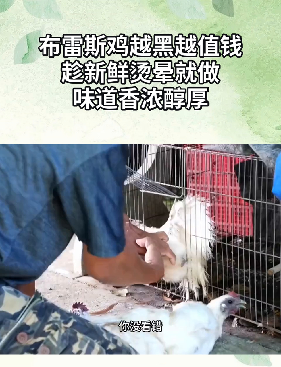 布雷斯鸡越黑越值钱,趁新鲜烫晕就做,味道香浓醇厚