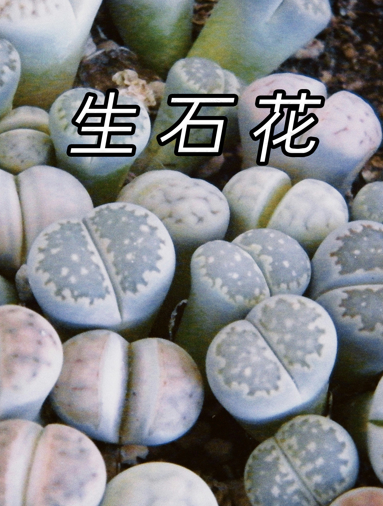 生石花:石头开花,多肉界的怪胎