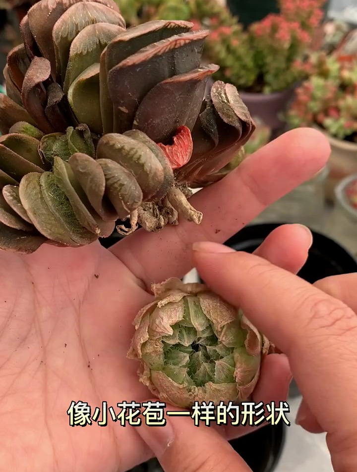 玉露抢救计划,不会养的可以放在评论区,我们一起学起来!