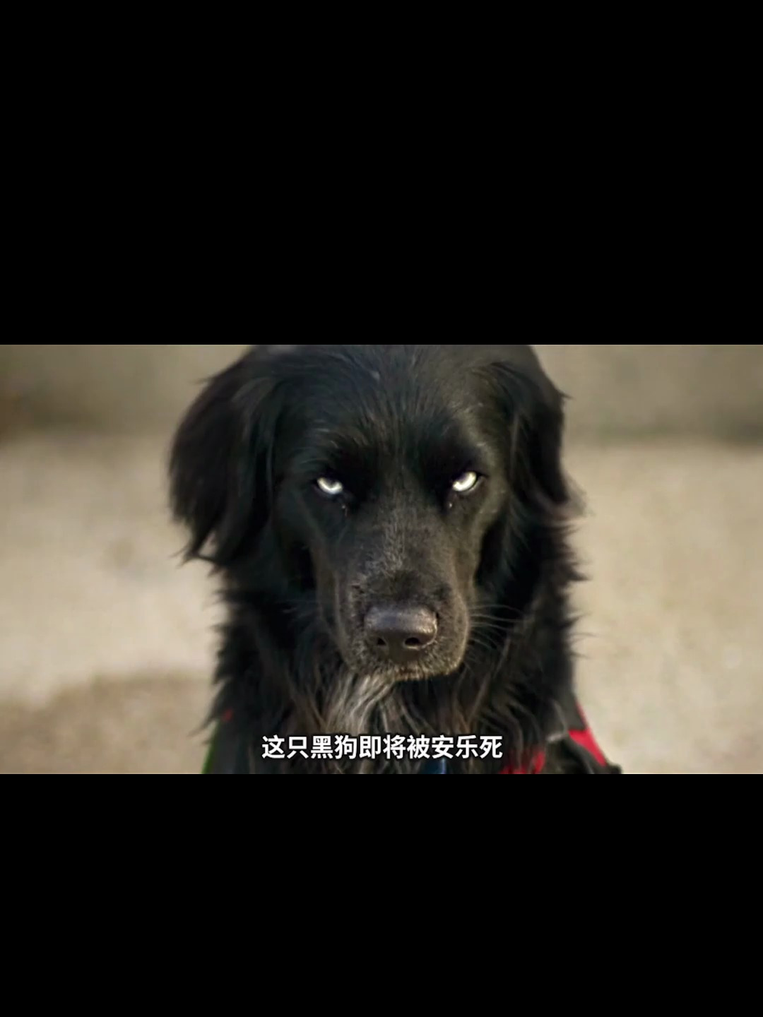 一头猪和一只鸡的爱情