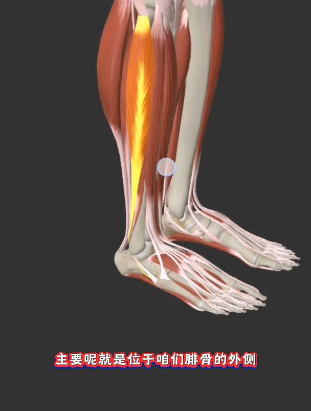 腓骨长肌和腓骨短肌的位置,功能,快来学习一下