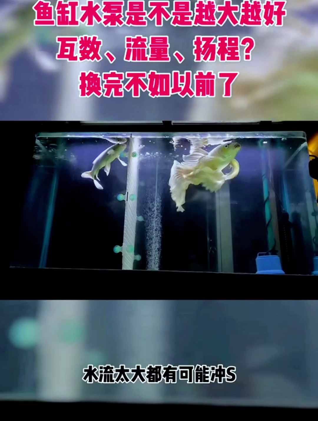 鱼缸的水泵是不是越大越好?水泵太大不但无益反而有害!