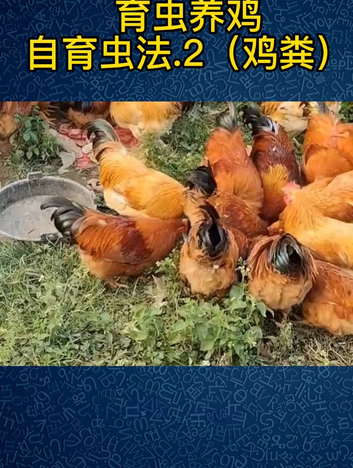养鸡小妙招:自育虫养鸡,鸡粪育虫法2