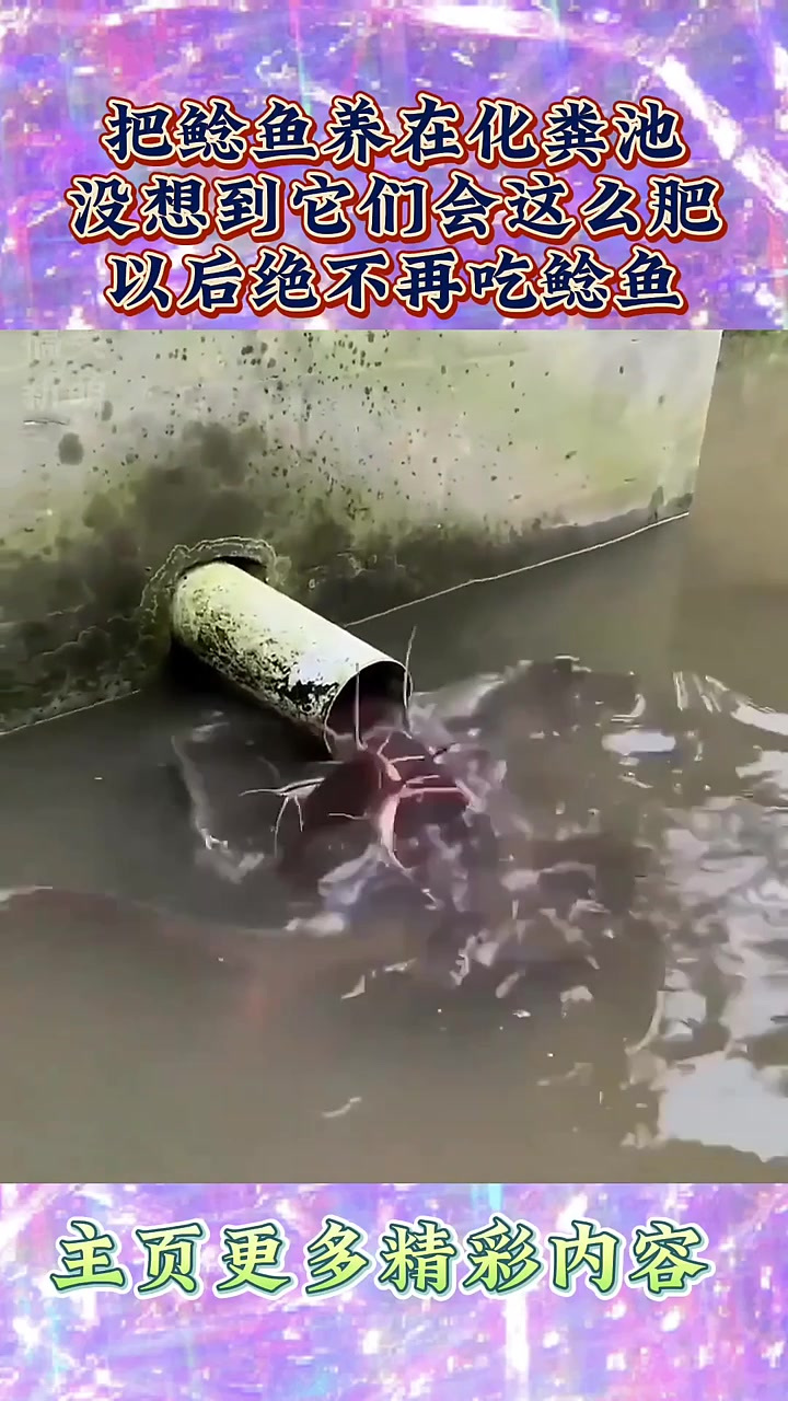 把鲶鱼养在化粪池,没想到它们会这么肥,以后绝不再吃鲶鱼