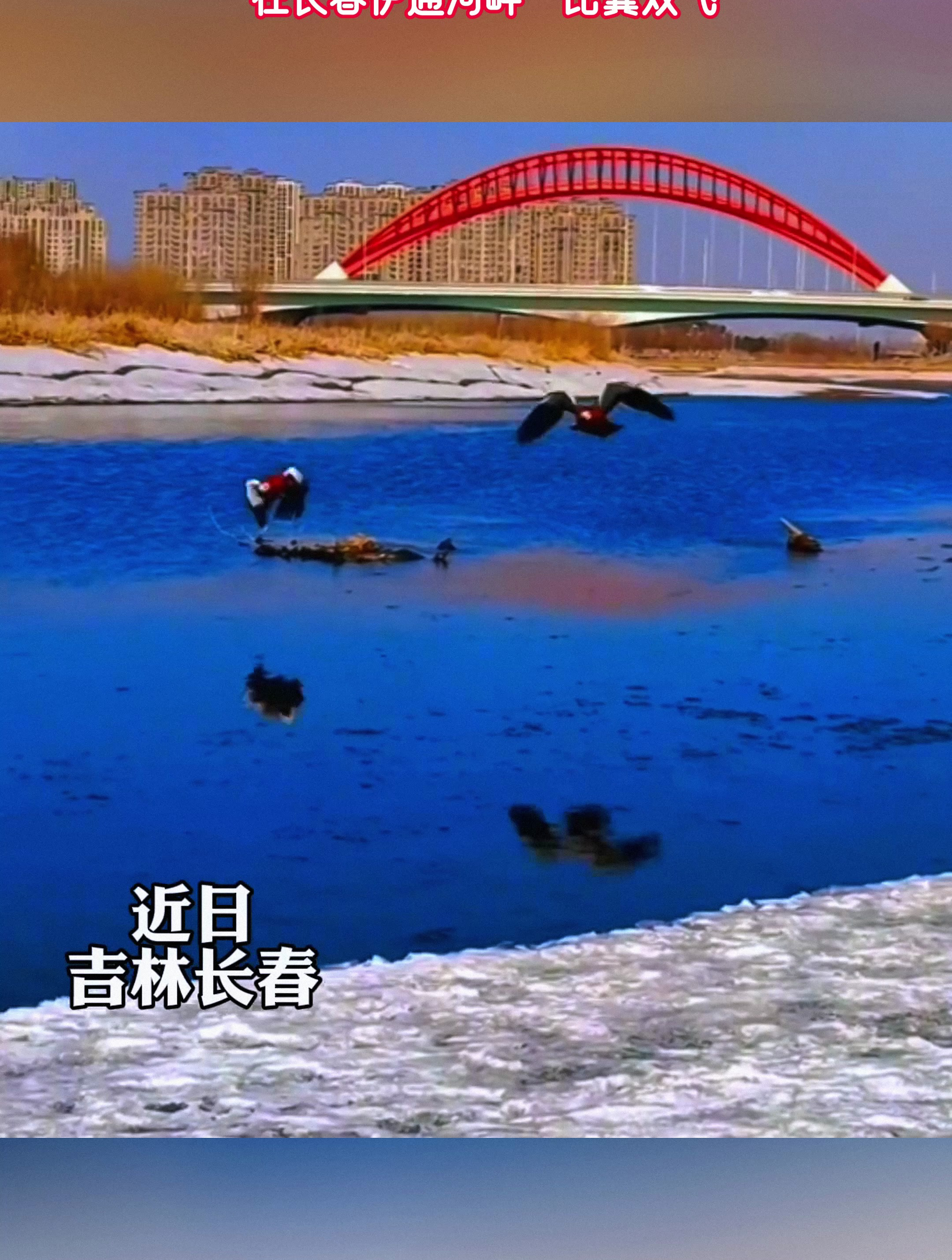 摄影师抓拍两只赤麻鸭,在长春伊通河畔“比翼双飞”