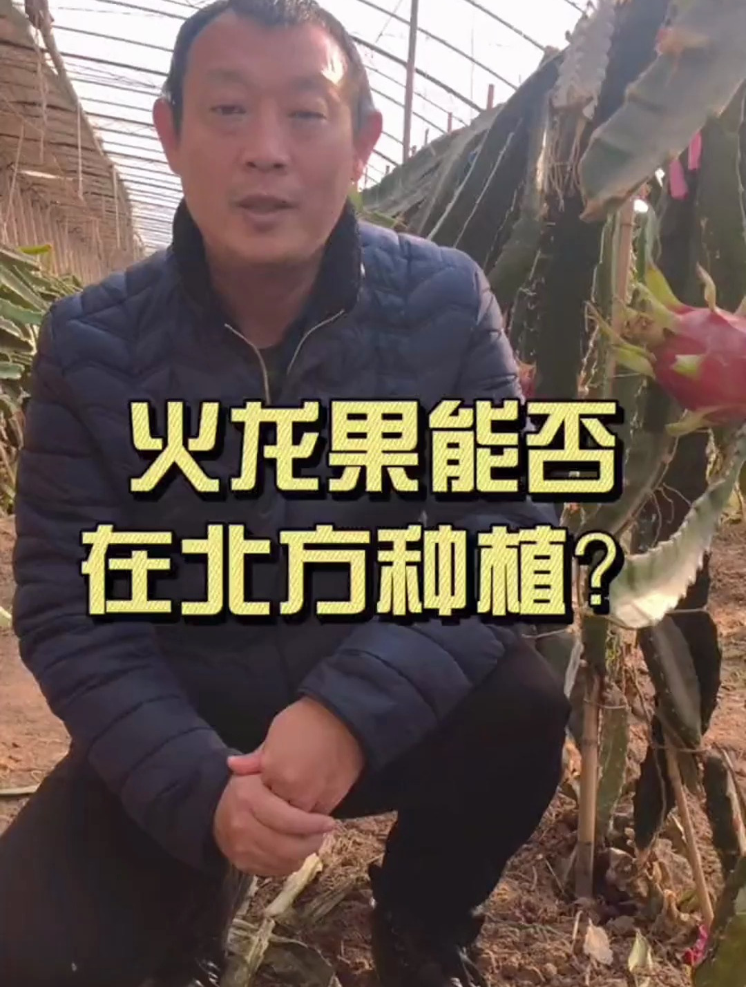 火龙果真好吃,但是北方能否种植火龙果?