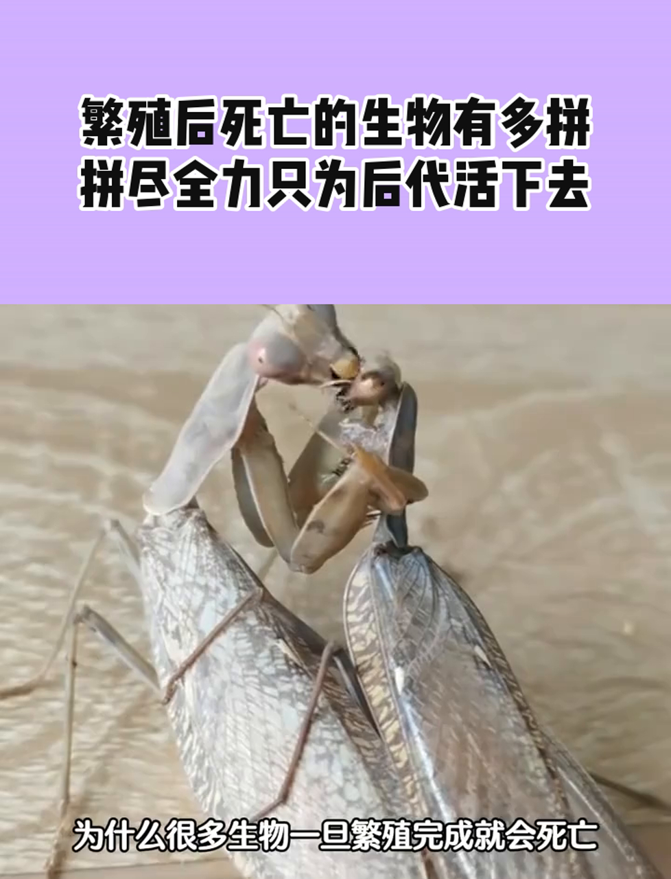 繁殖后死亡的生物有多拼,拼尽全力只为后代活下去