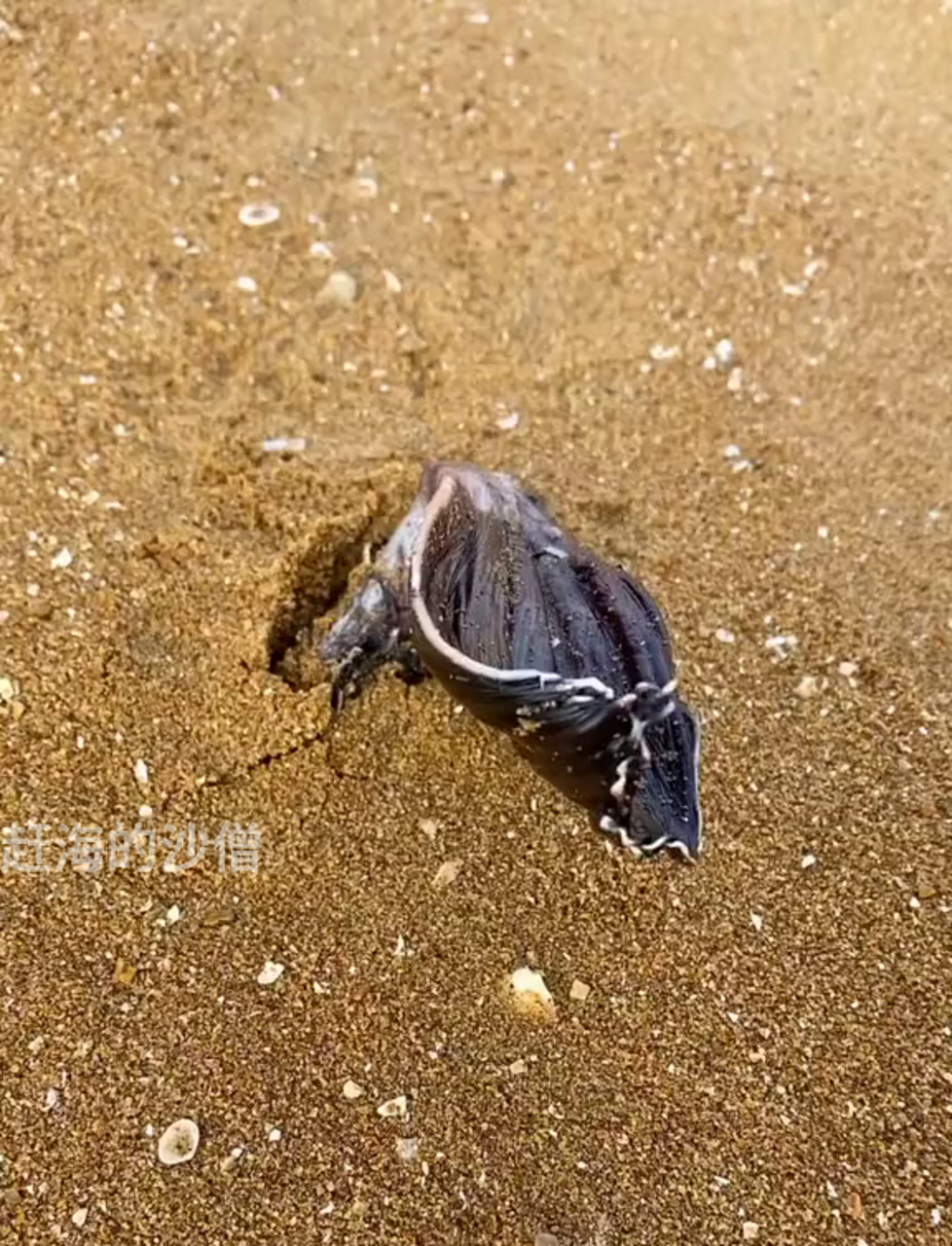 吃腻了普通海鲜?试试深海鱼!除了样子丑,其他都完美!