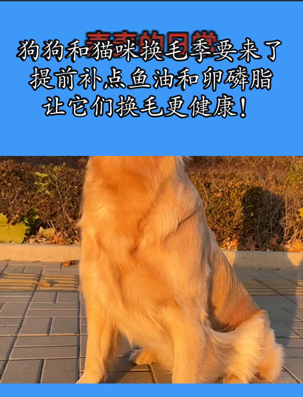 狗狗和猫咪换毛季要来了,提前补点鱼油和卵磷脂,让它们换毛更健康!