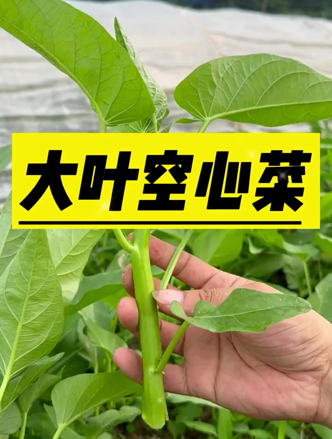 夏季必备蔬菜,蕹菜,现在正是种植的好时候,撒籽六月底就能吃上