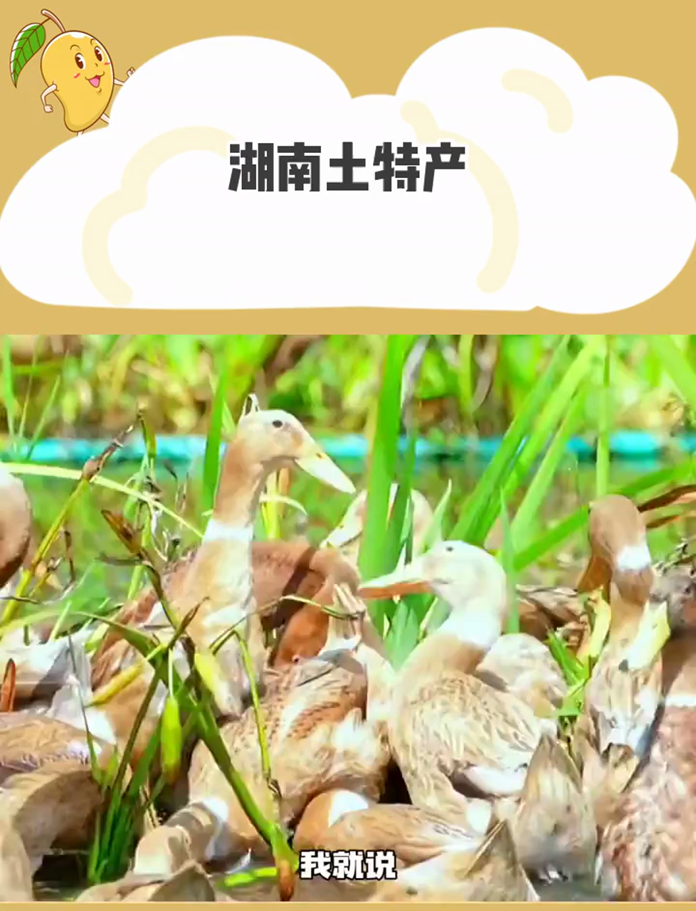 来湖南不知道吃什么土特产?听湖南人的就对了!
