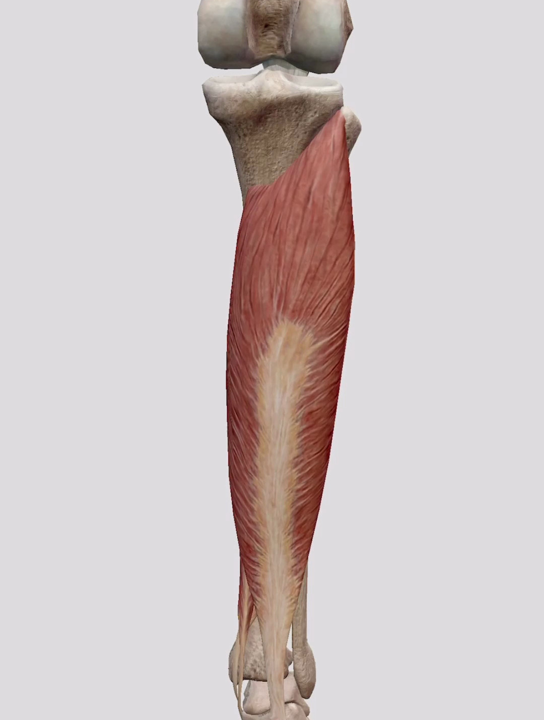 一起了解小腿-比目鱼肌