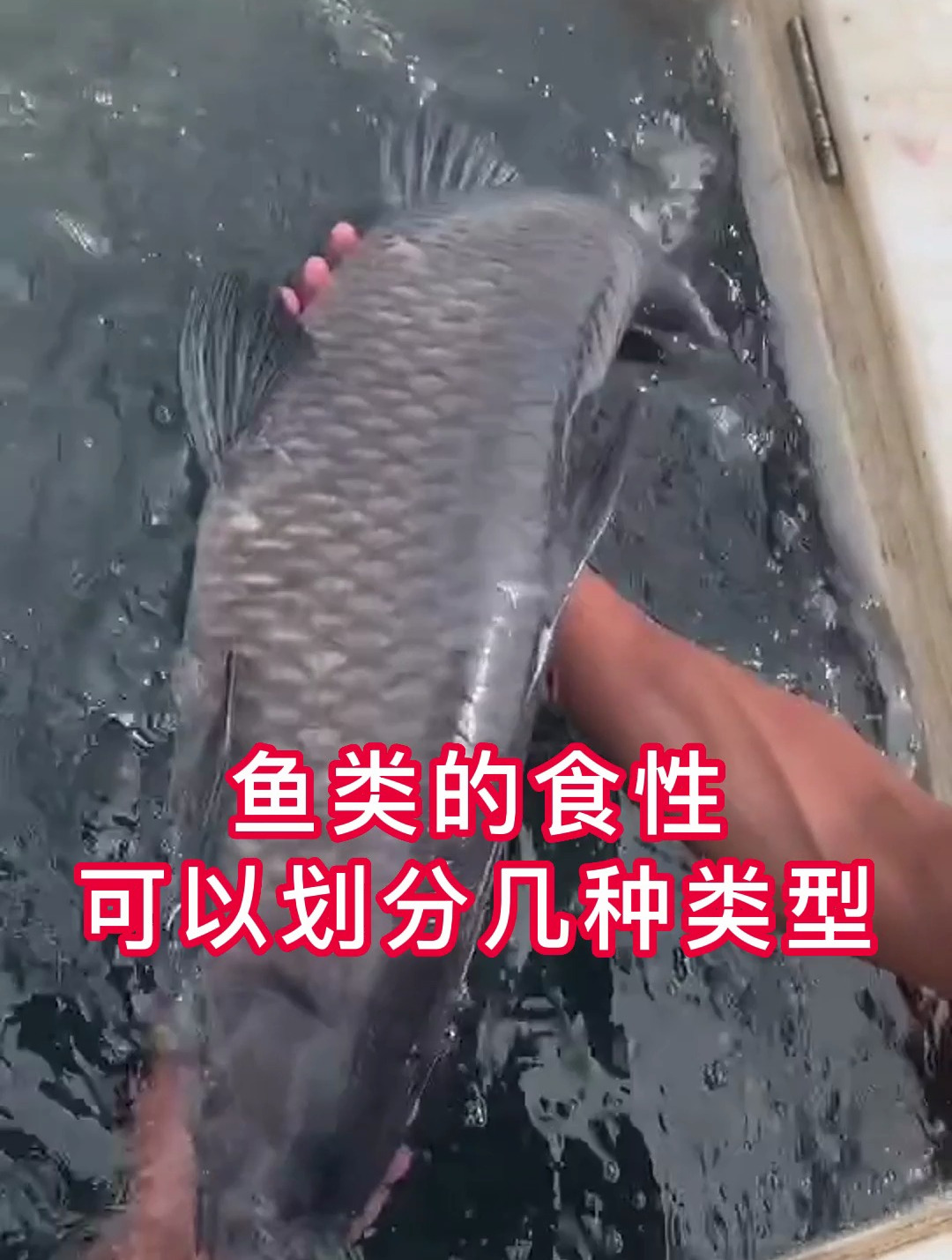 如何划分鱼的种类?你知道吗?别再被误导了!