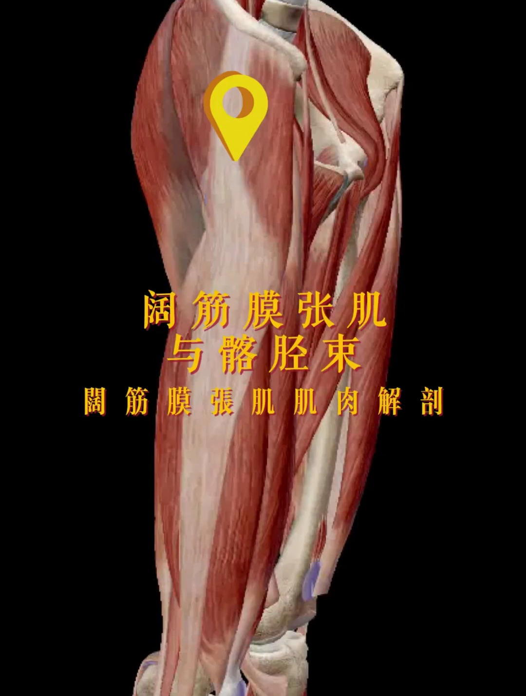 阔筋膜张肌髂胫束肌肉解剖