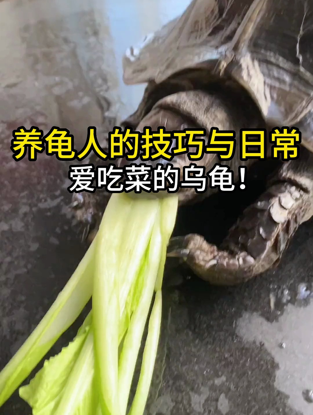你见过爱吃青菜的乌龟吗?我家龟大口大口吃!